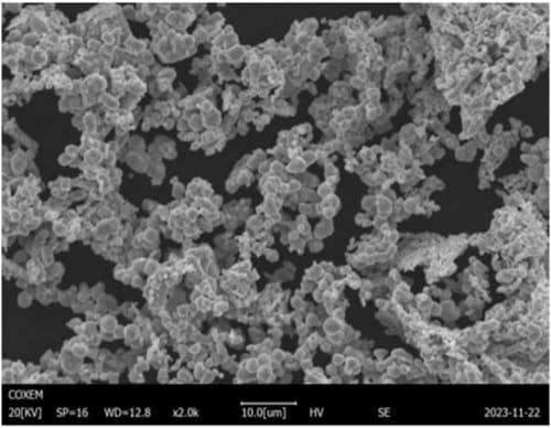 Molybdenum Powder SEM