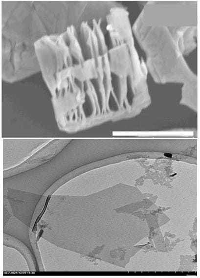 Nb4C3Tx MXene Phase Powder SEM
